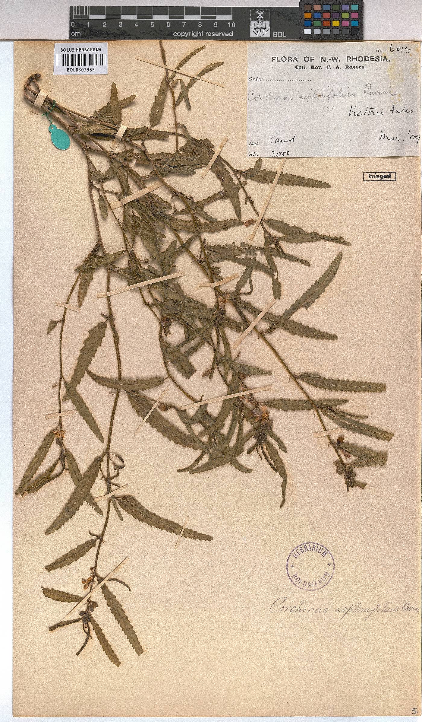 Corchorus asplenifolius image