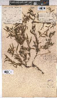 Corchorus asplenifolius image