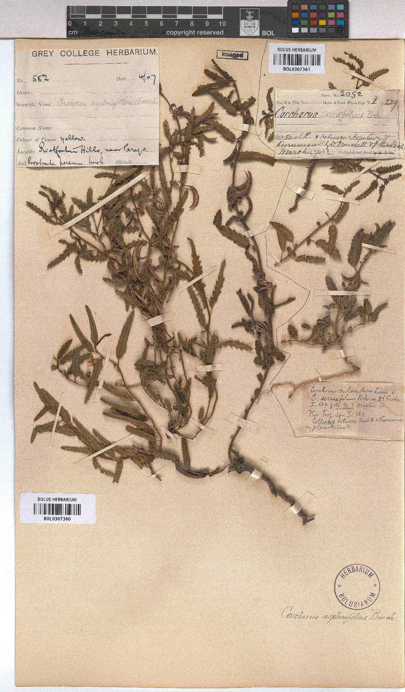 Corchorus asplenifolius image