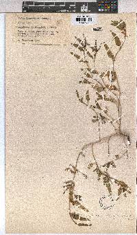Corchorus asplenifolius image