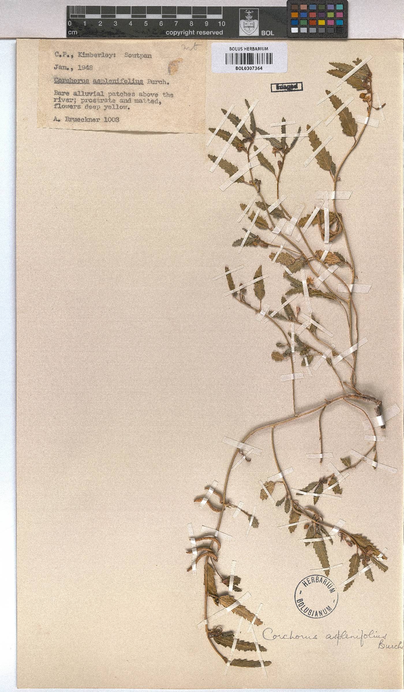 Corchorus asplenifolius image