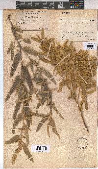 Corchorus kirkii image