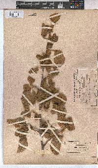 Grewia villosa image