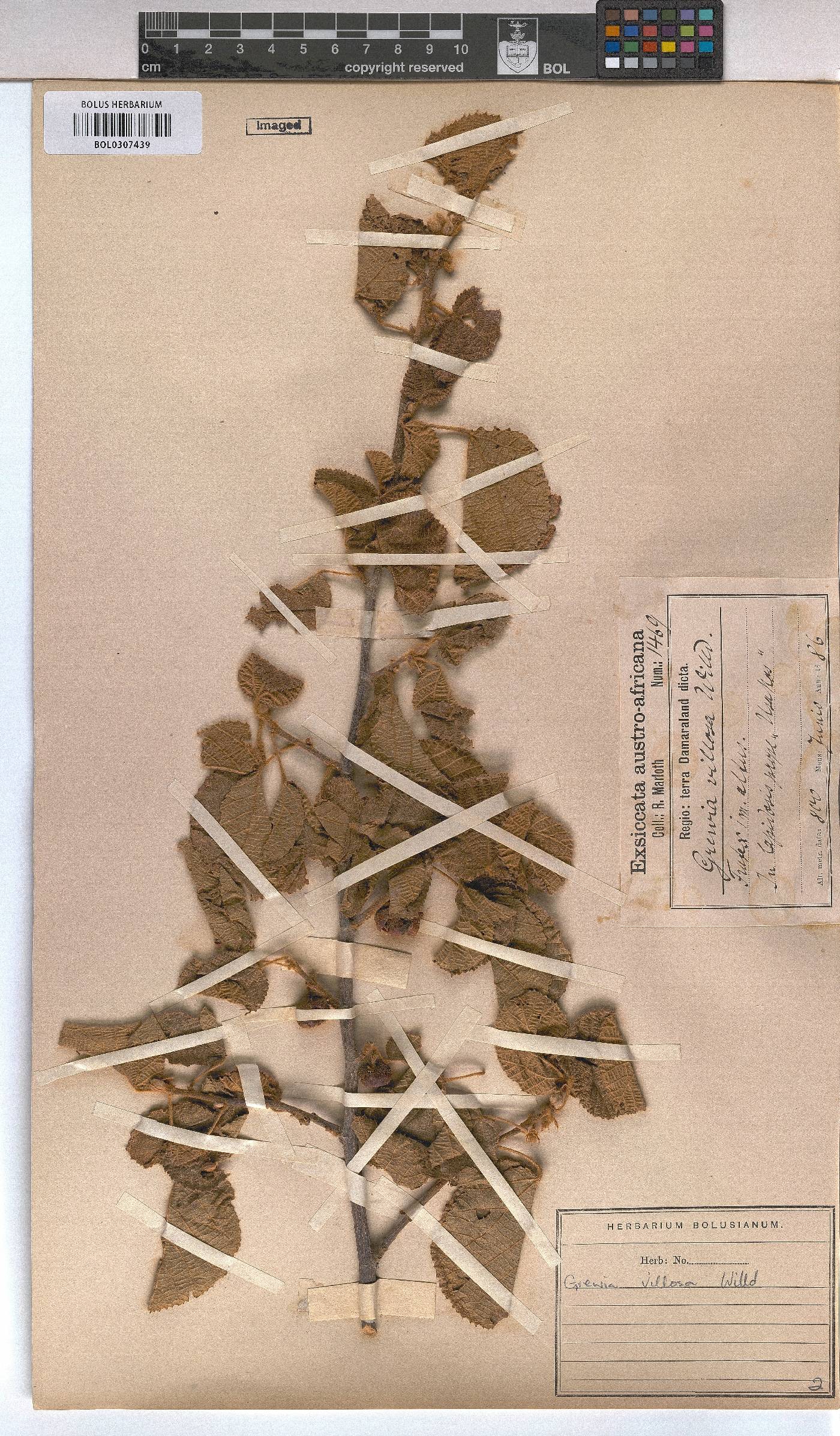 Grewia villosa image