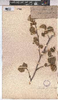 Grewia villosa image