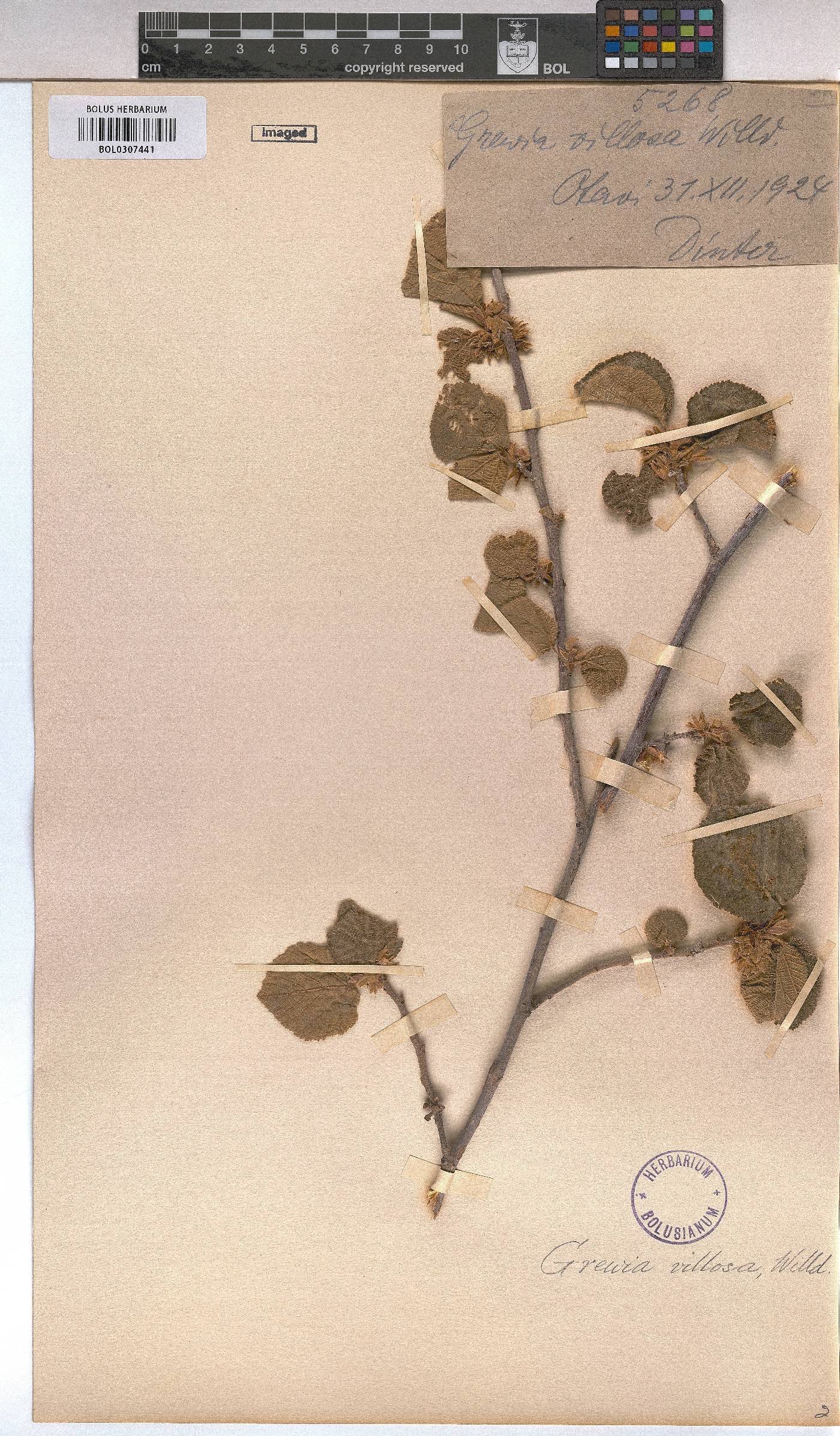Grewia villosa image
