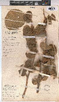 Grewia villosa image