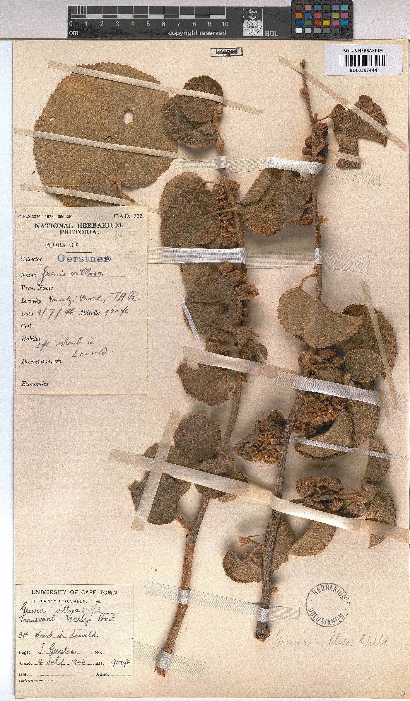 Grewia villosa image