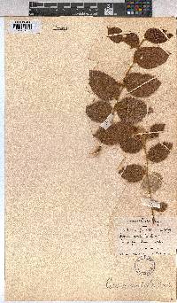 Grewia monticola image