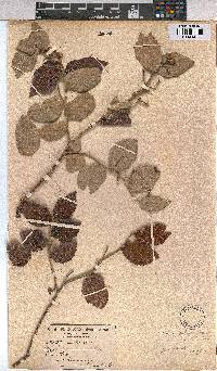 Grewia monticola image