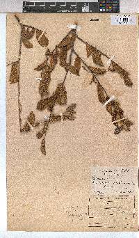 Grewia monticola image