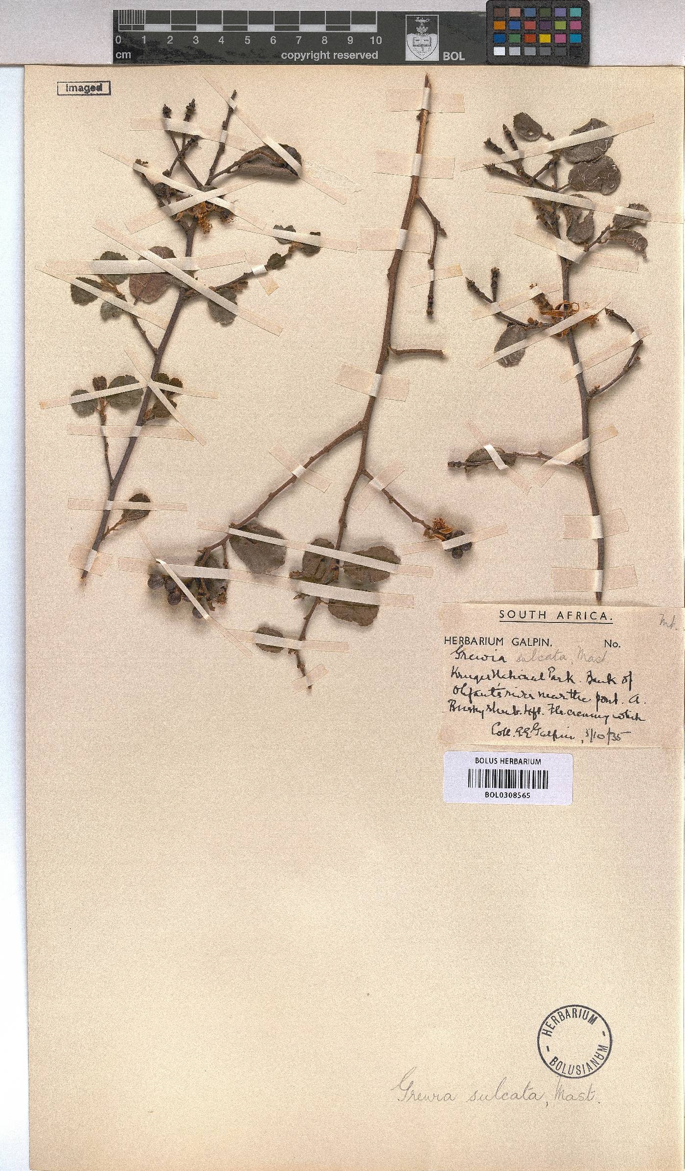 Grewia sulcata image