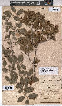 Grewia occidentalis image