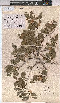 Grewia occidentalis image