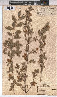 Grewia occidentalis image