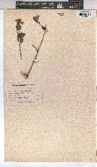 Grewia occidentalis image
