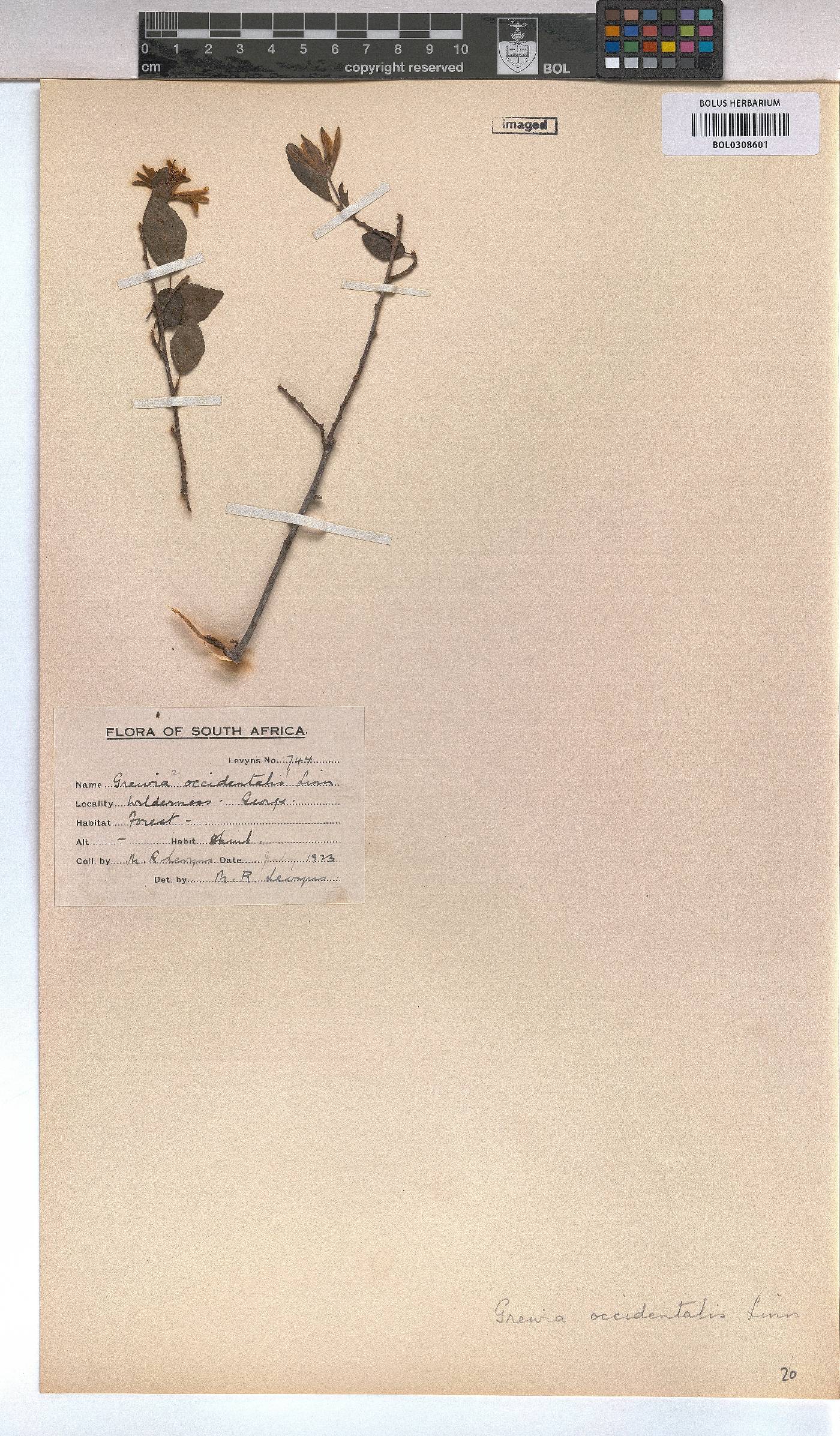 Grewia occidentalis image