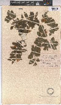 Grewia occidentalis image
