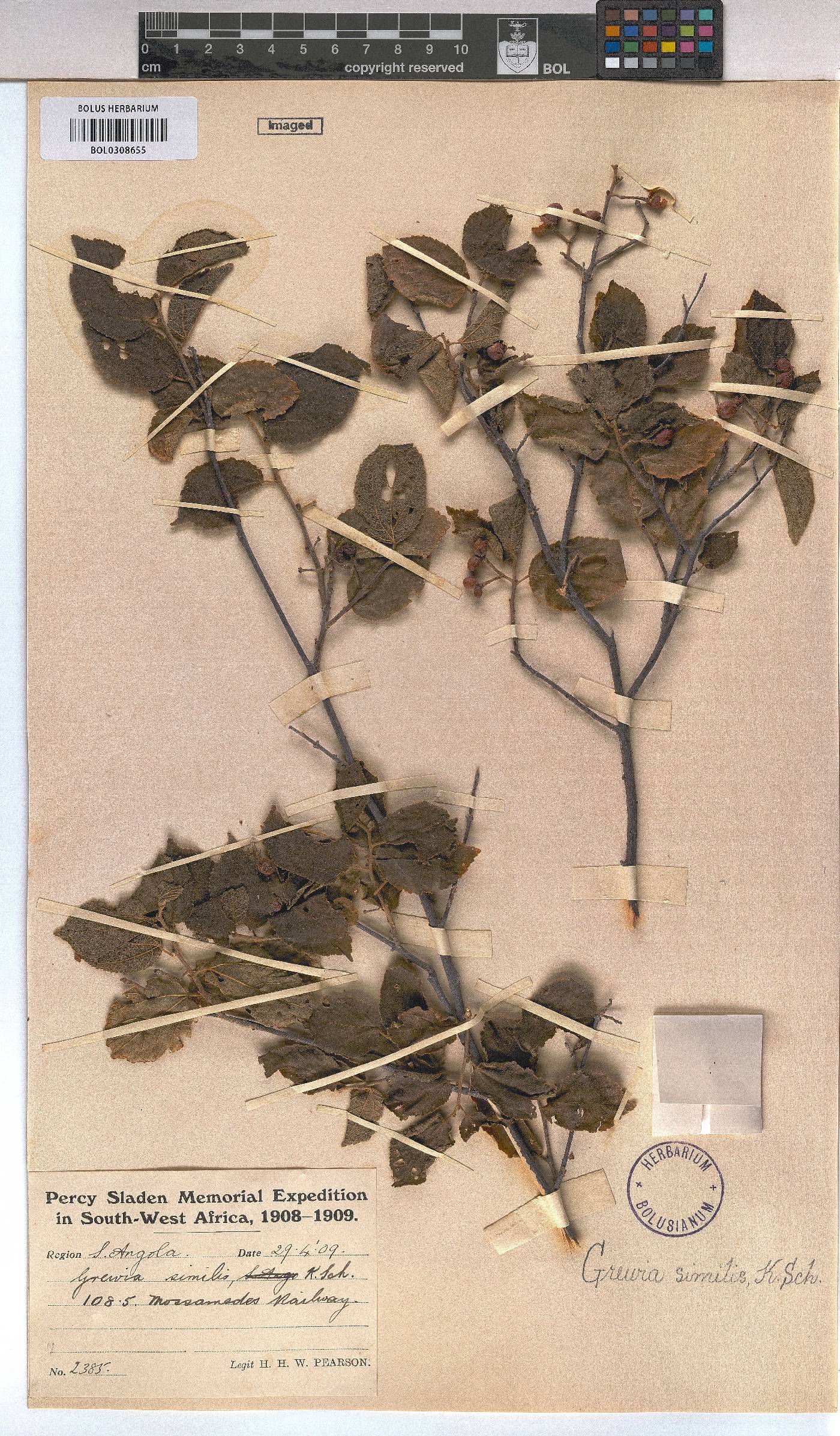 Grewia similis image