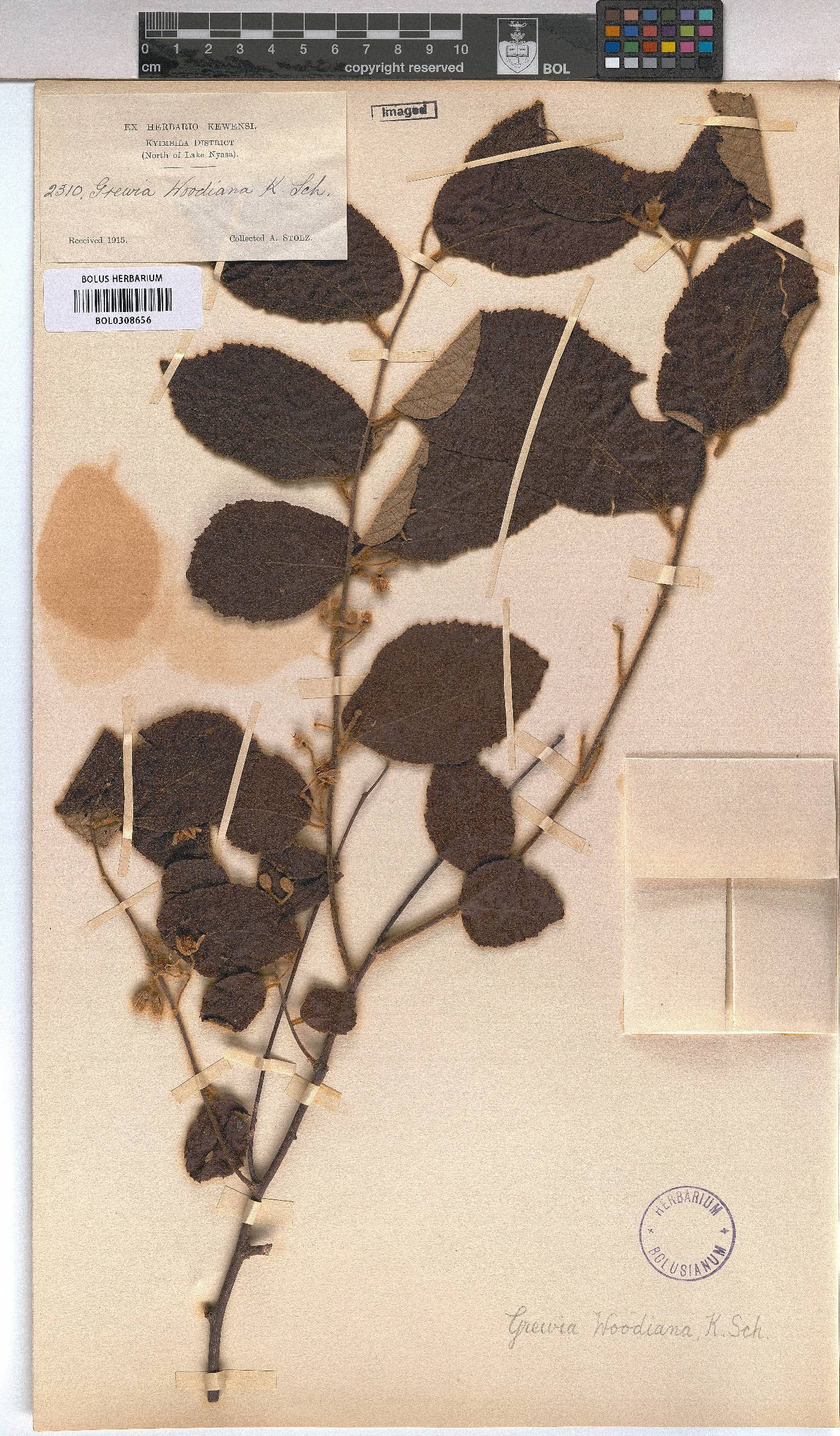 Grewia woodiana image