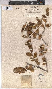 Grewia flavescens image