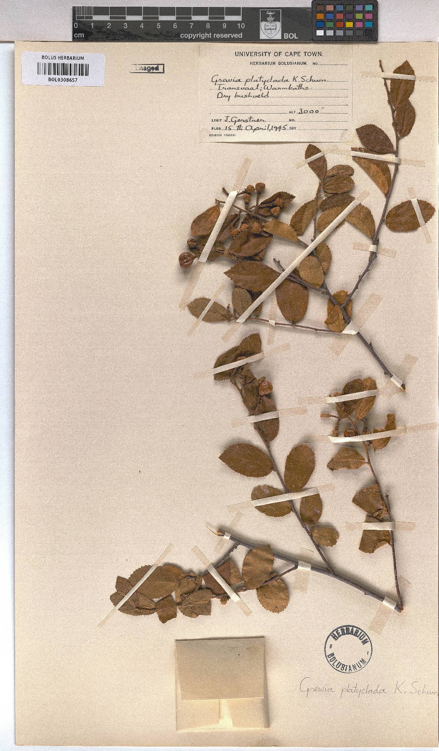 Grewia flavescens var. flavescens image