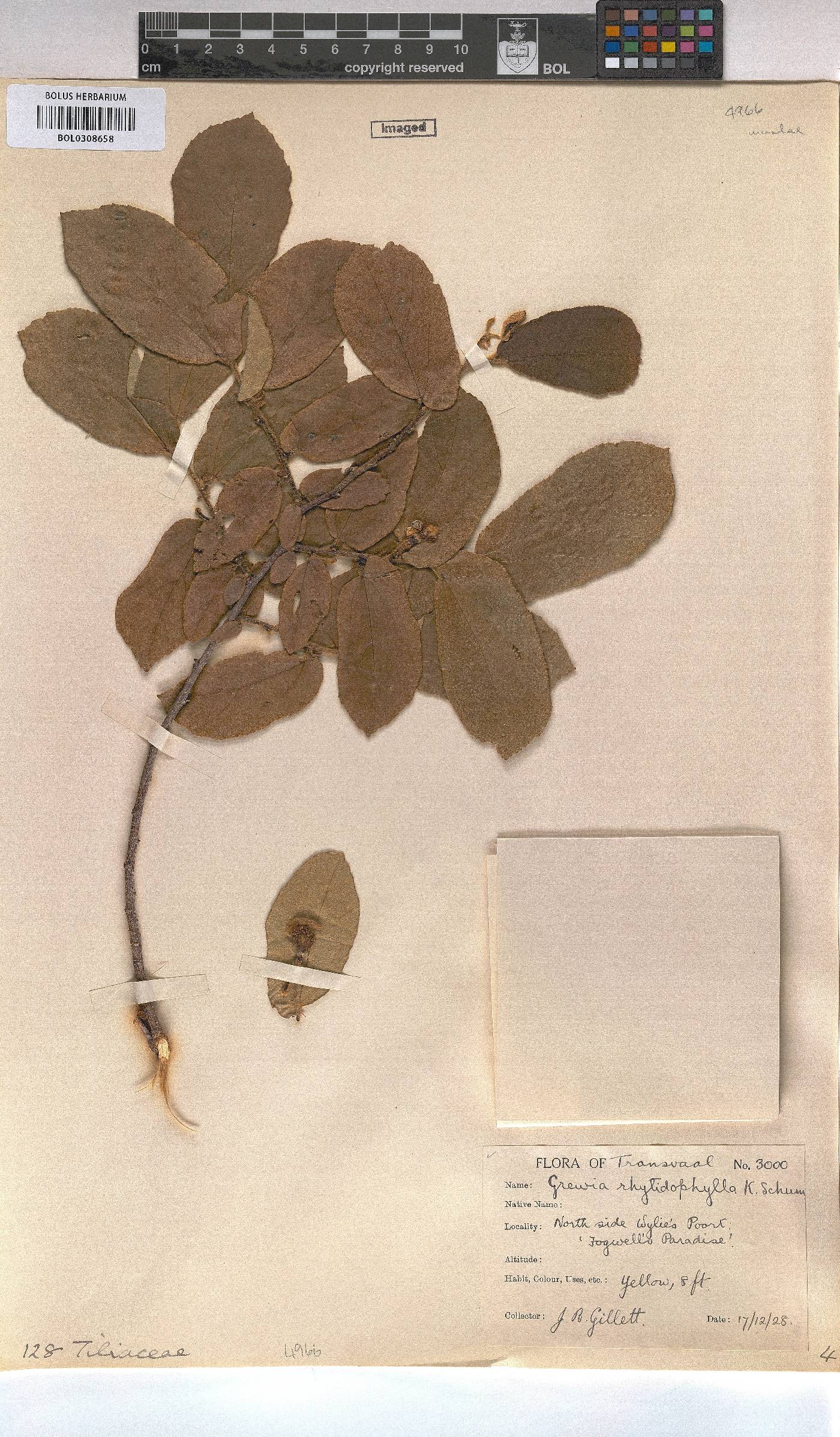 Grewia arborea image