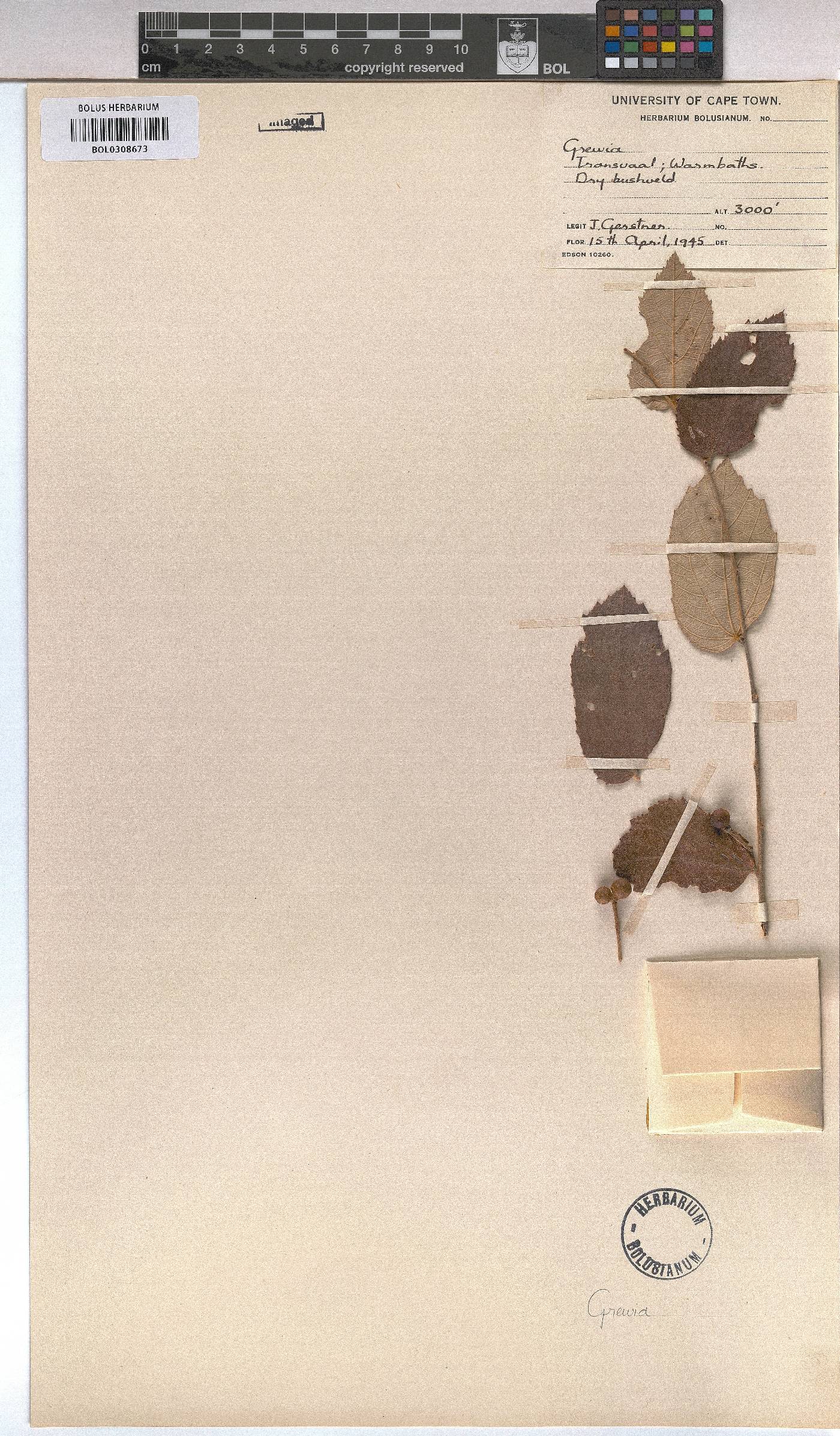 Grewia image