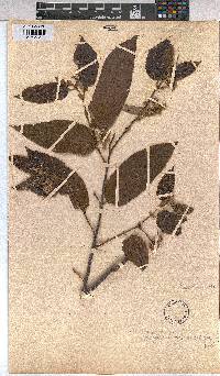 Image of Duboscia viridiflora