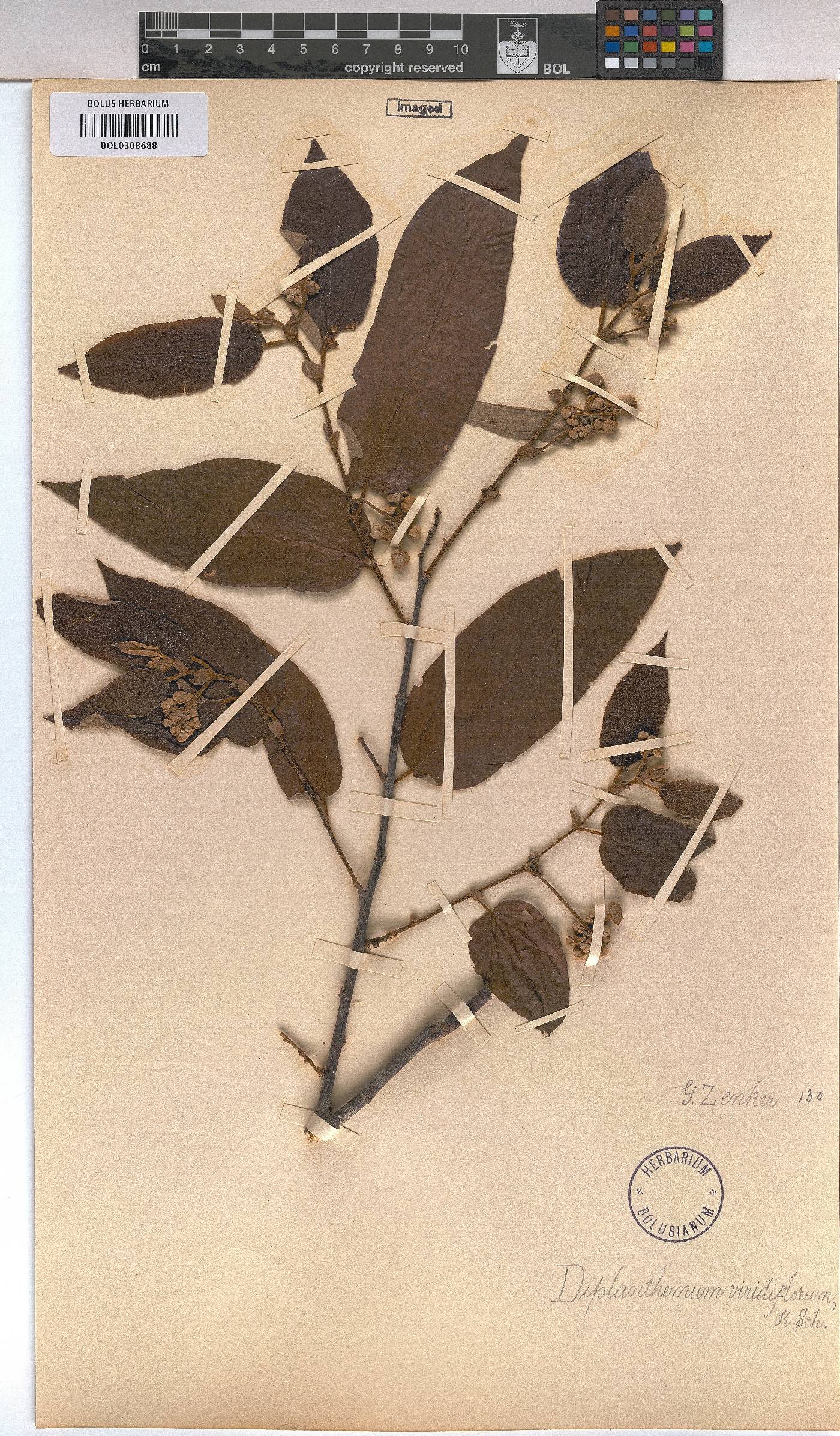 Duboscia viridiflora image