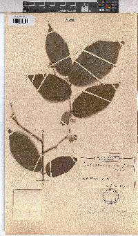 Duboscia viridiflora image