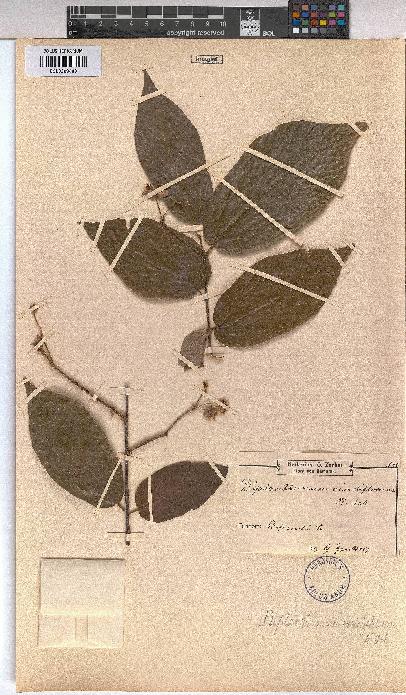 Duboscia image