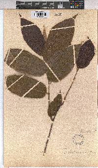 Duboscia viridiflora image