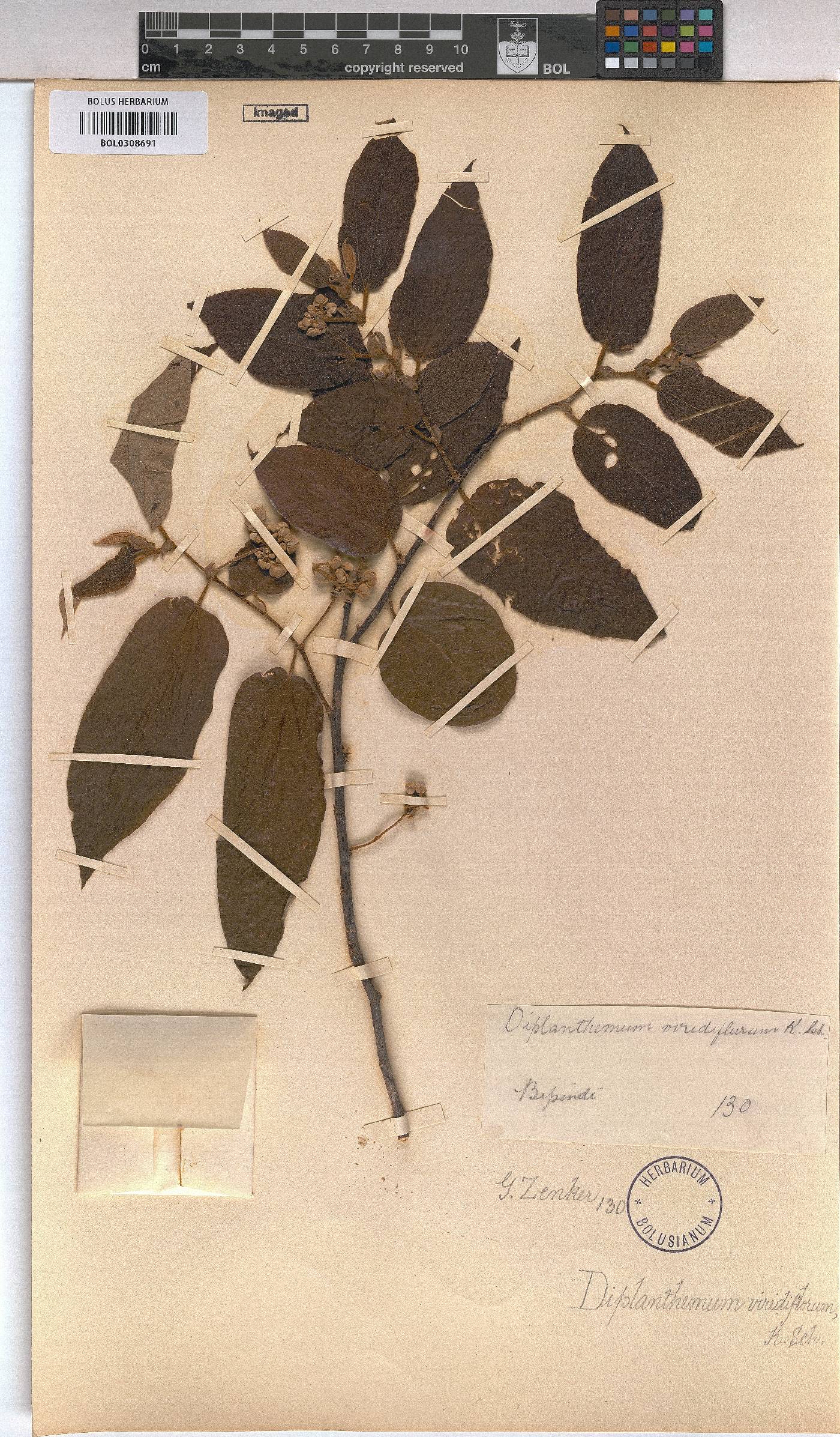 Duboscia viridiflora image