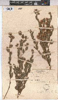 Triumfetta sonderi image