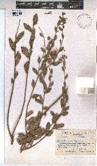 Triumfetta sonderi image