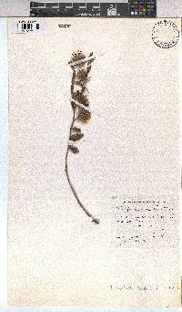 Triumfetta sonderi image