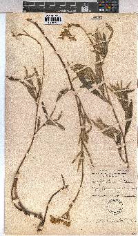 Triumfetta welwitschii var. welwitschii image