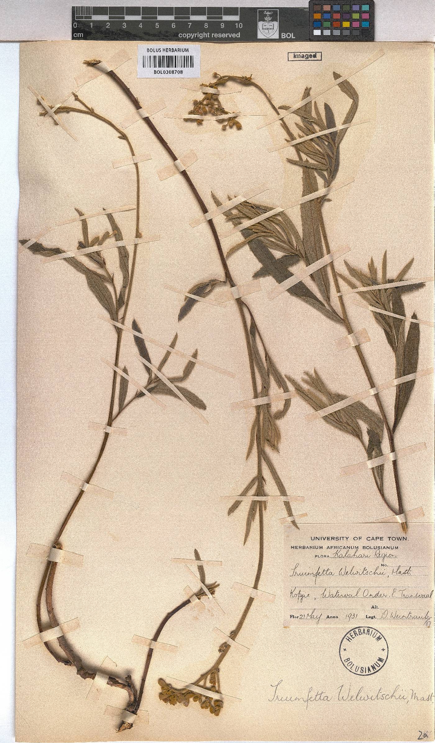 Triumfetta image