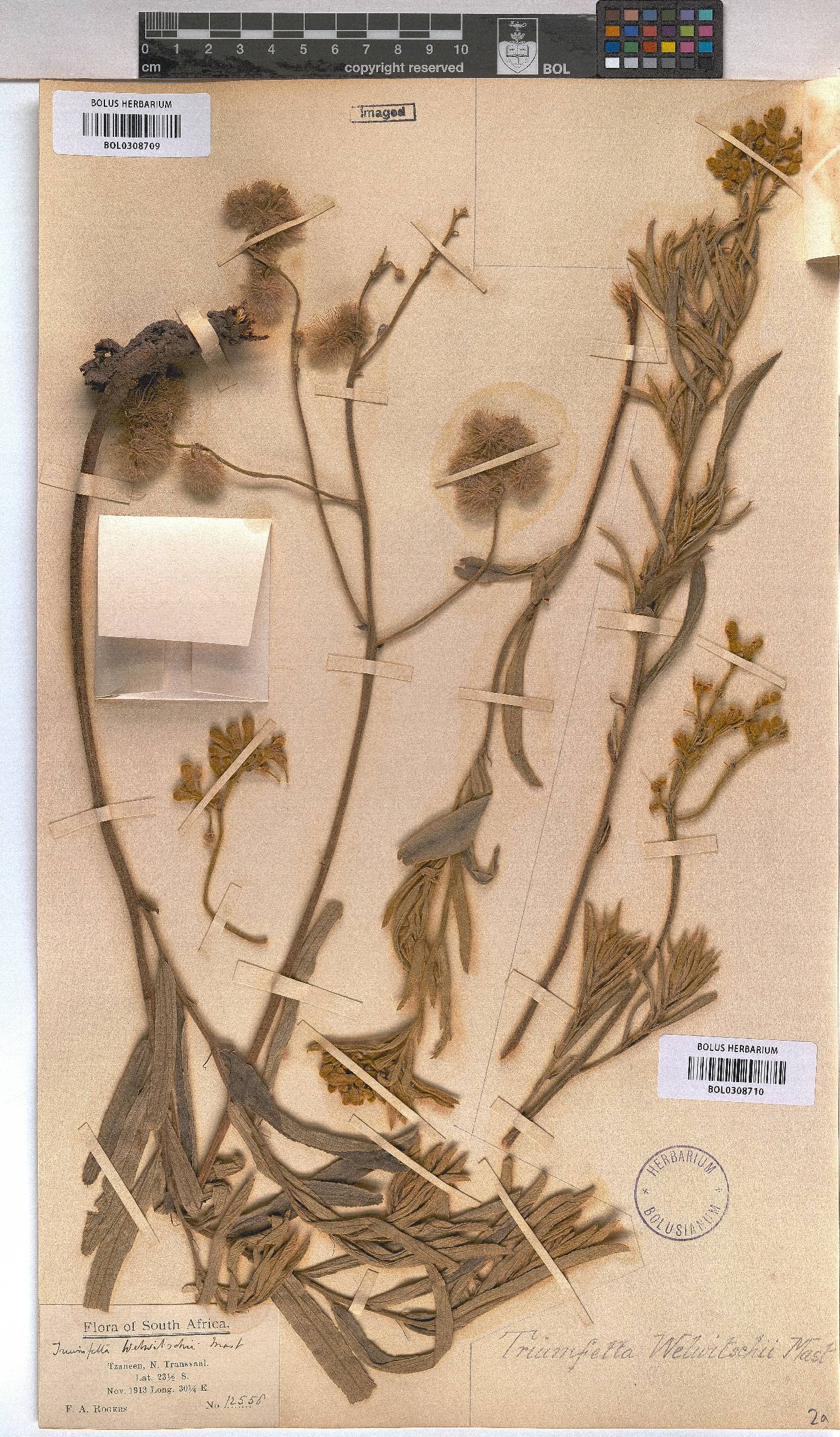 Triumfetta welwitschii var. welwitschii image