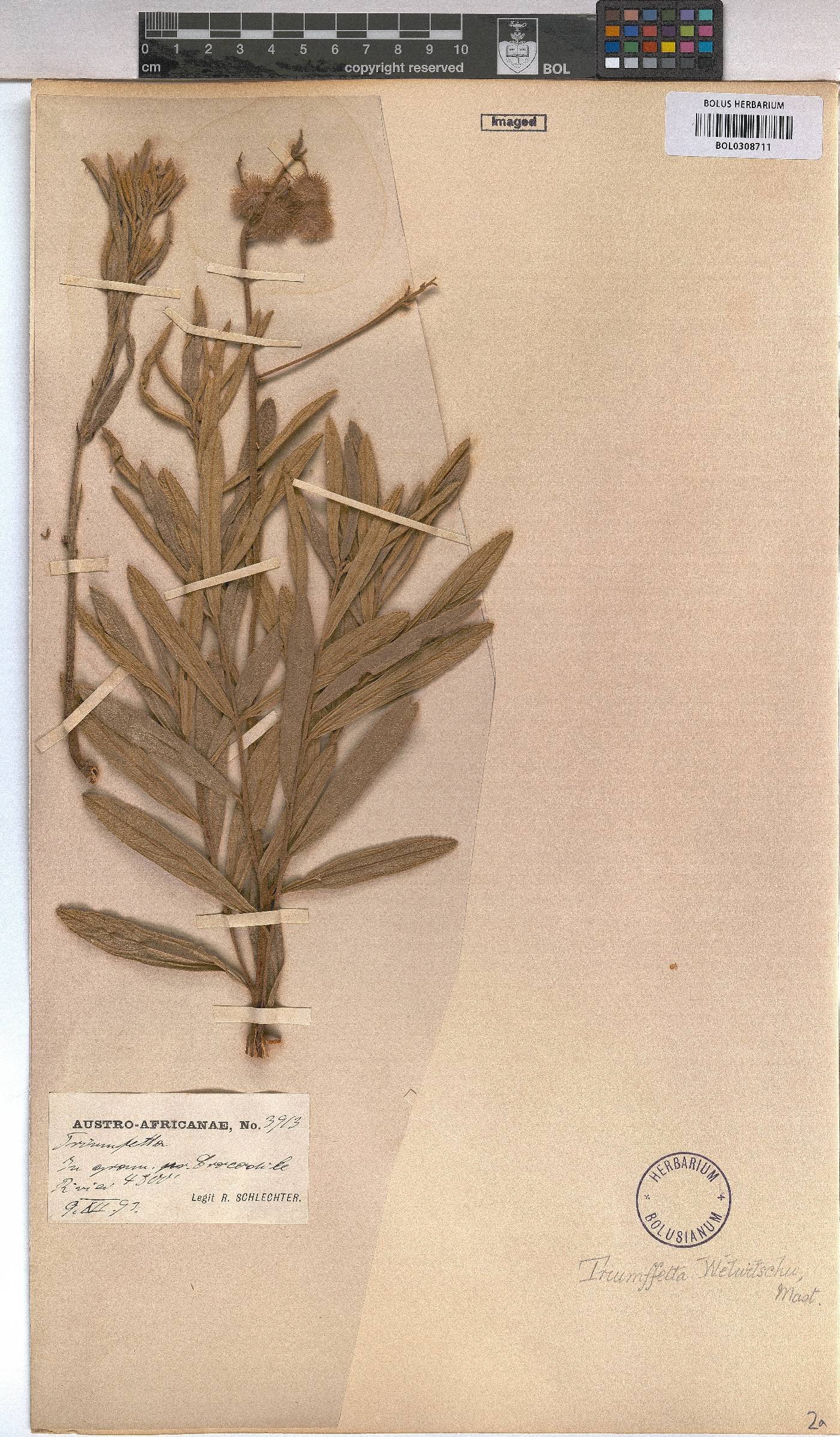 Triumfetta welwitschii var. welwitschii image
