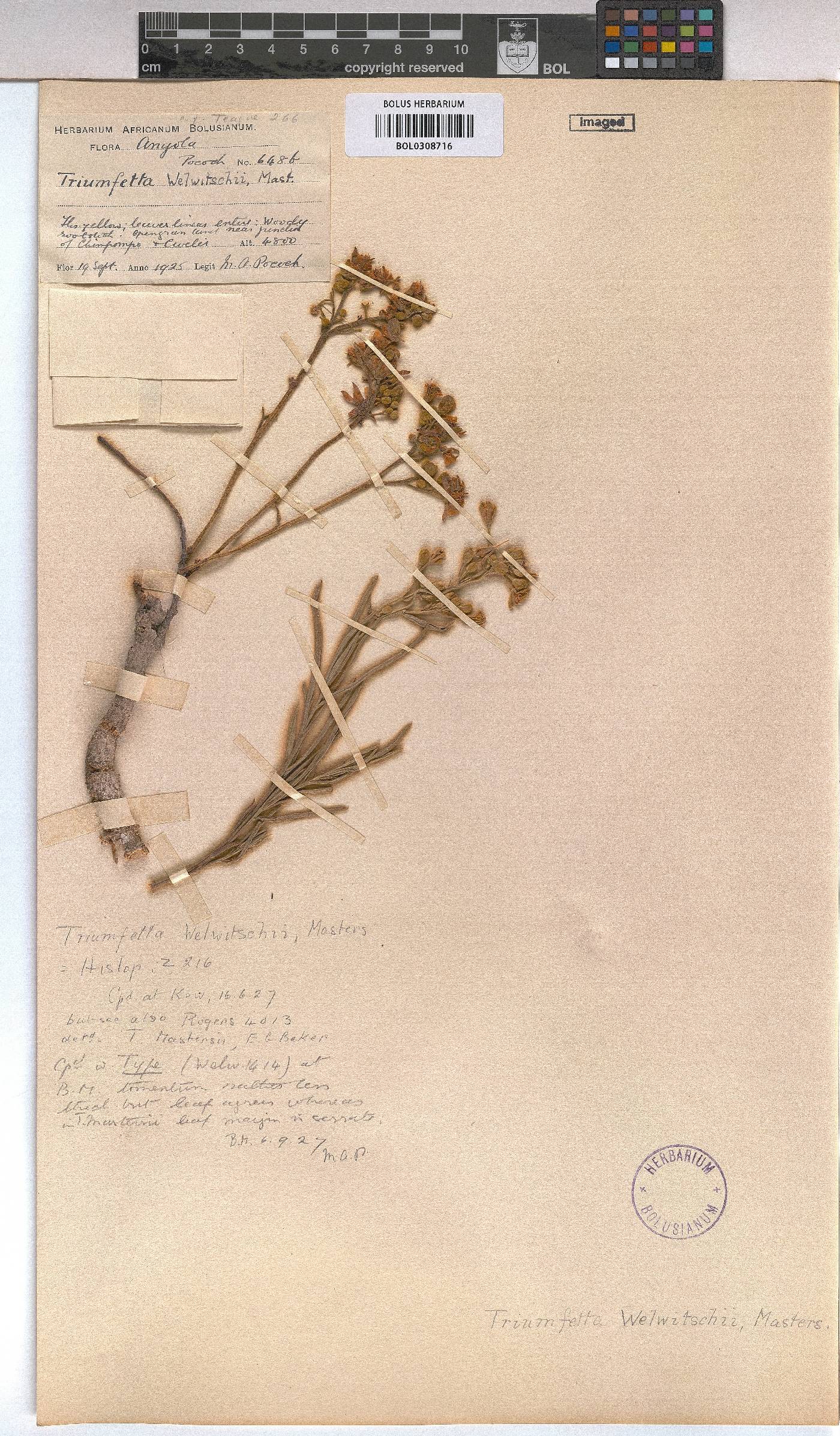 Triumfetta welwitschii var. welwitschii image