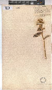 Triumfetta welwitschii var. welwitschii image