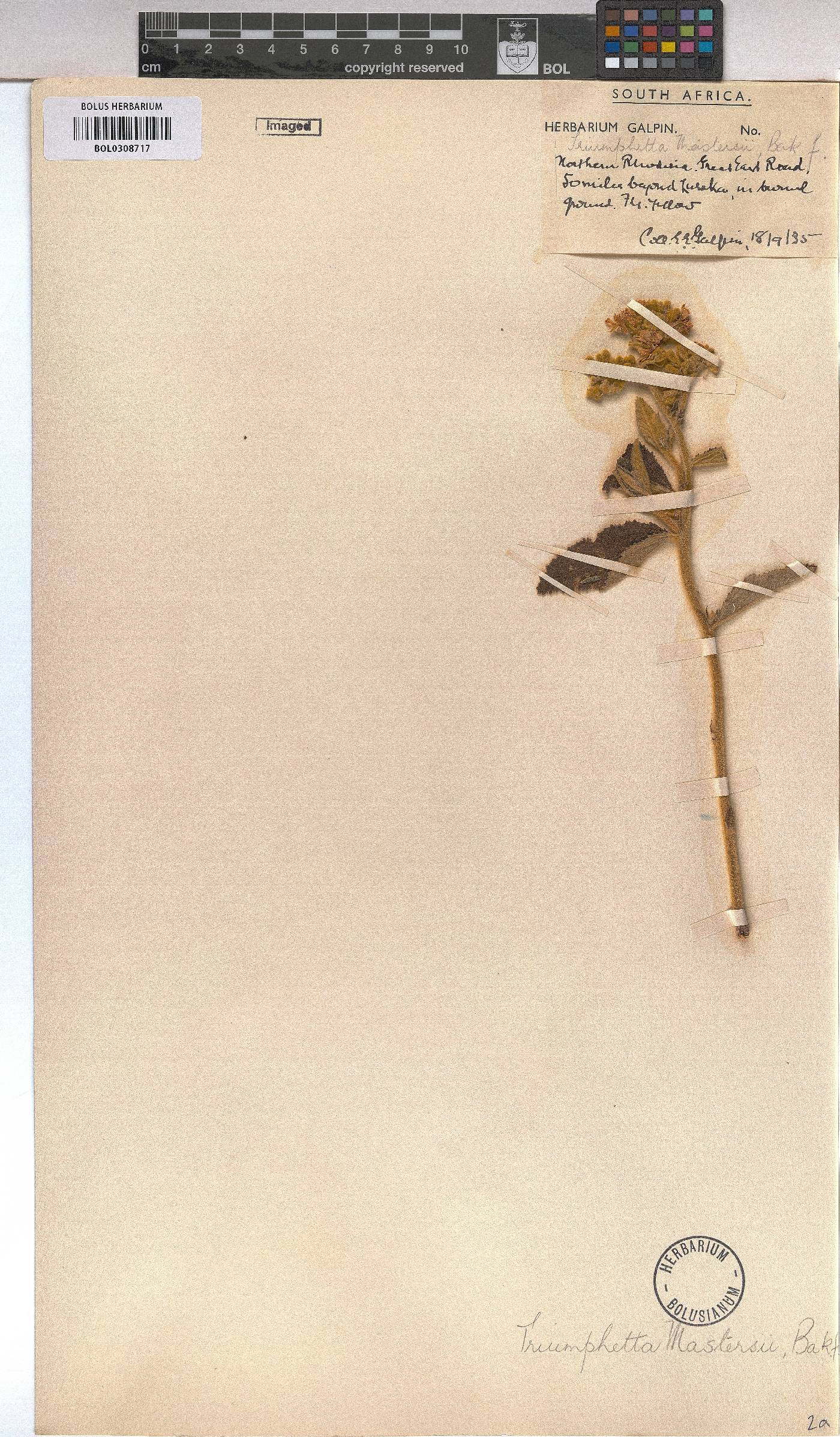 Triumfetta welwitschii image