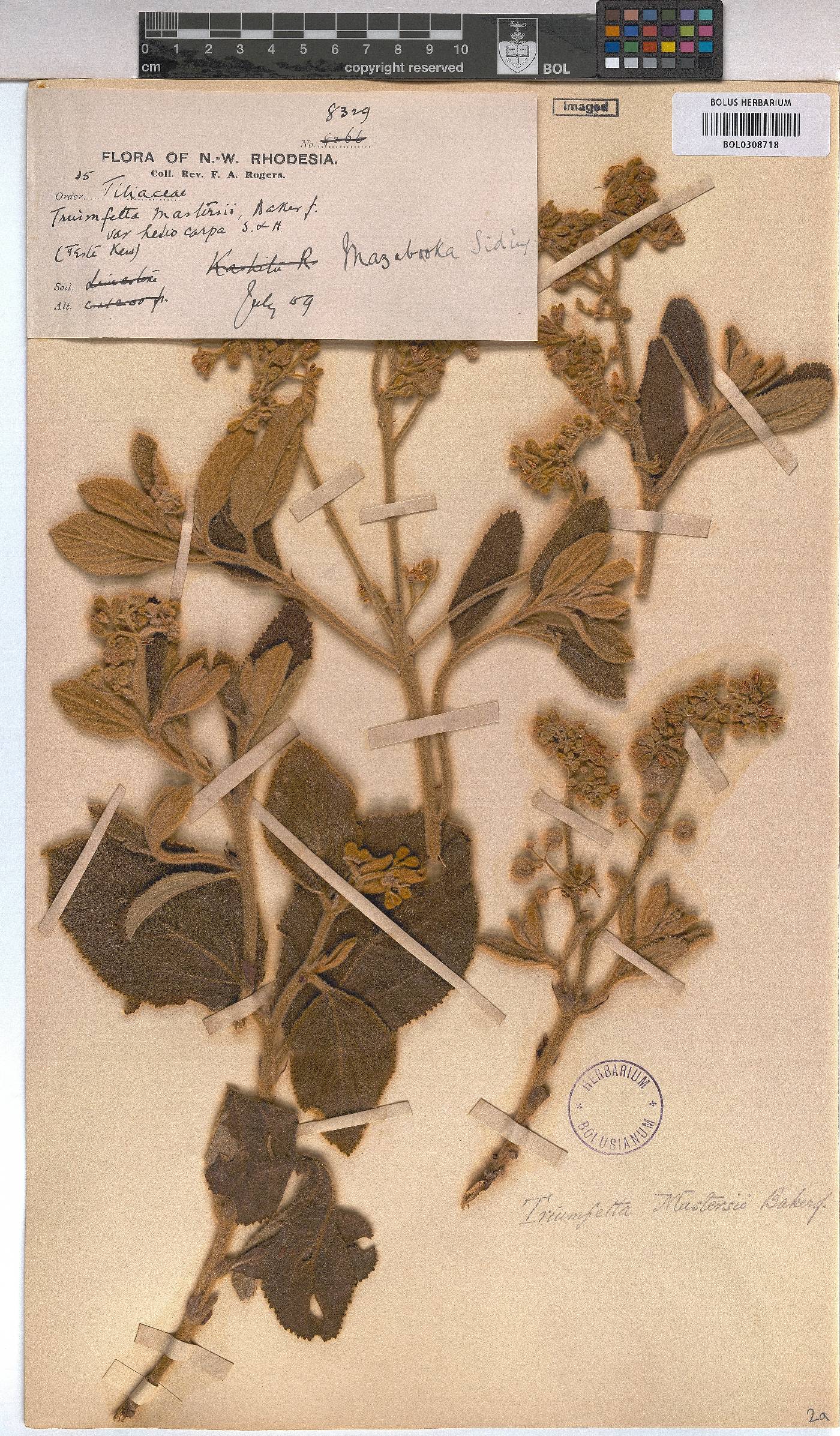 Triumfetta welwitschii var. welwitschii image