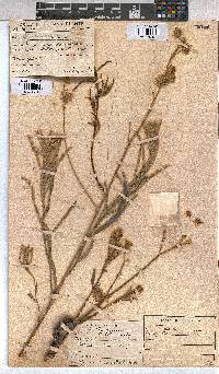 Triumfetta welwitschii var. welwitschii image