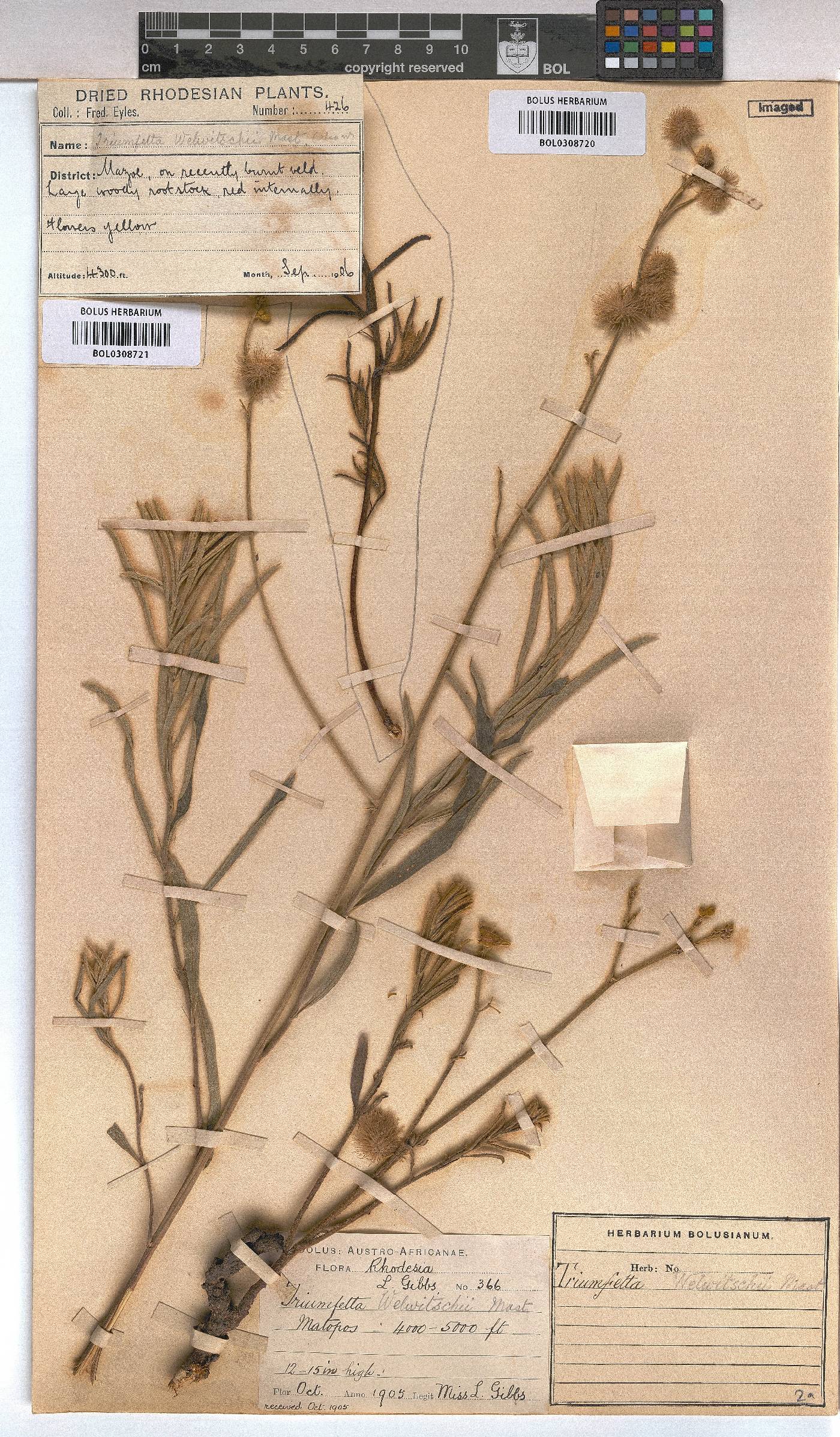 Triumfetta welwitschii image