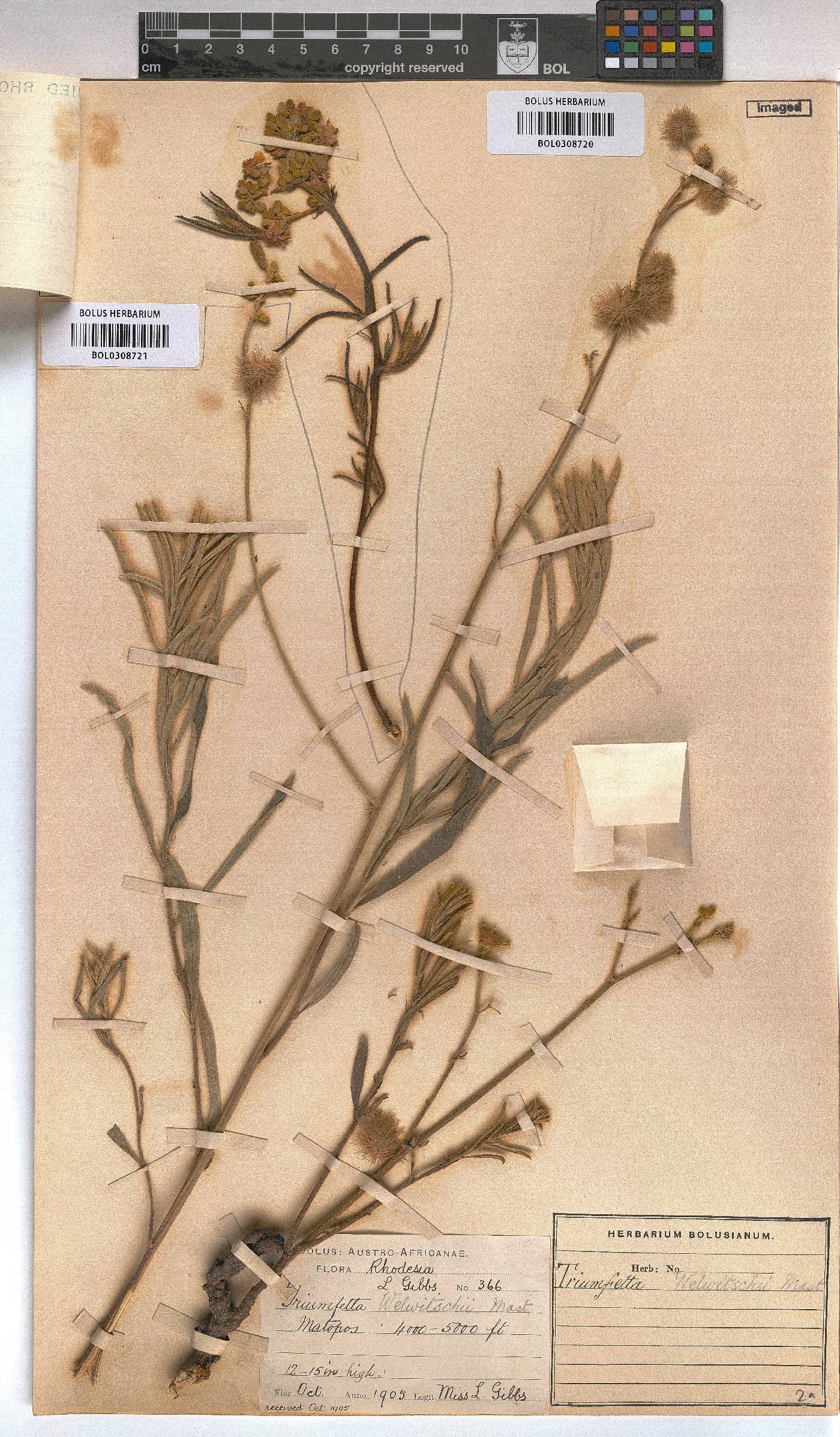 Triumfetta welwitschii image