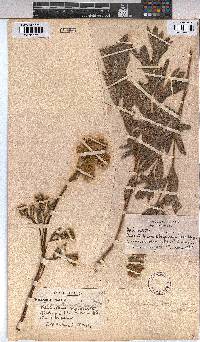 Triumfetta welwitschii var. hirsuta image