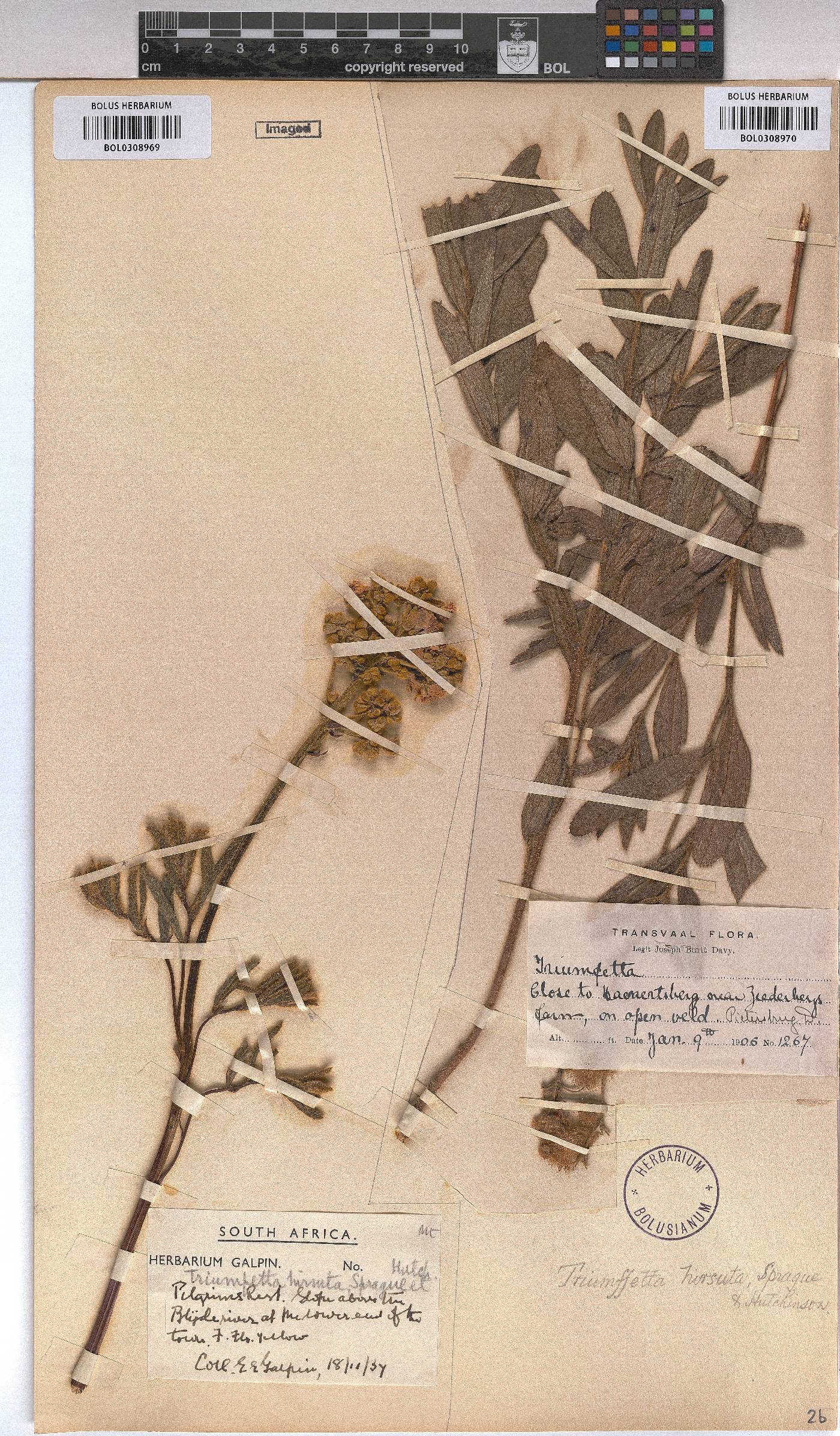 Triumfetta welwitschii var. hirsuta image